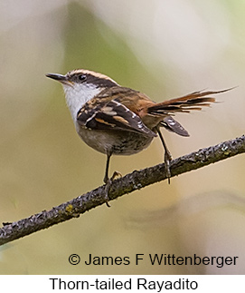 Thorn-tailed Rayadito - © James F Wittenberger and Exotic Birding LLC