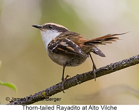 Thorn-tailed Rayadito - © James F Wittenberger and Exotic Birding LLC