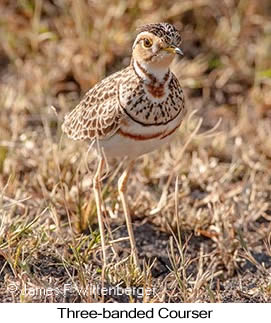 Three-banded Courser - © James F Wittenberger and Exotic Birding LLC