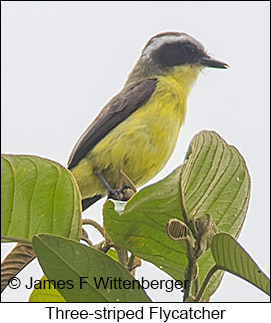 Three-striped Flycatcher - © James F Wittenberger and Exotic Birding LLC