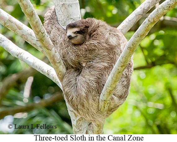 Three-toed Sloth - © James F Wittenberger and Exotic Birding LLC