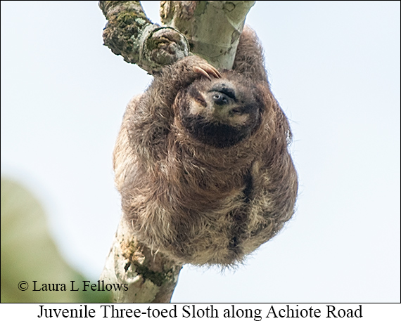 Three-toed Sloth Juv - © James F Wittenberger and Exotic Birding LLC