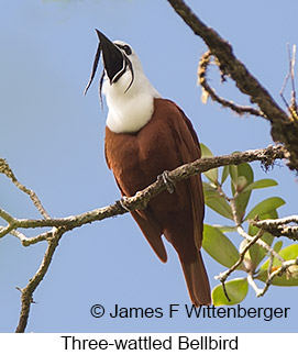 Three-wattled Bellbird - © James F Wittenberger and Exotic Birding LLC