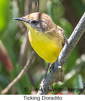 Ticking Doradito - © James F Wittenberger and Exotic Birding LLC