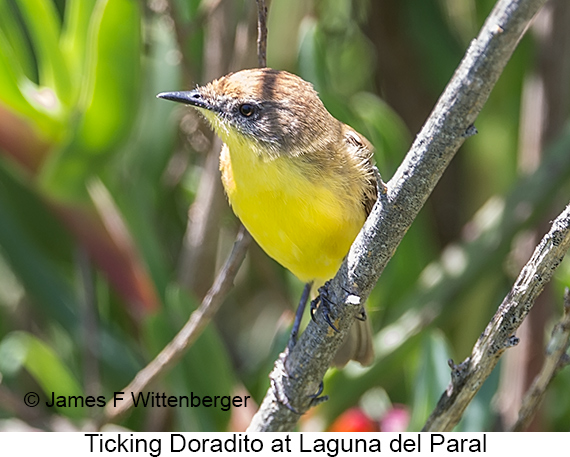 Ticking Doradito - © James F Wittenberger and Exotic Birding LLC