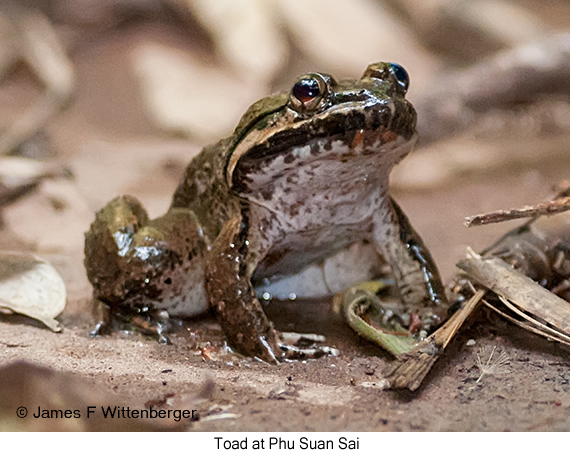 Toad - © James F Wittenberger and Exotic Birding LLC