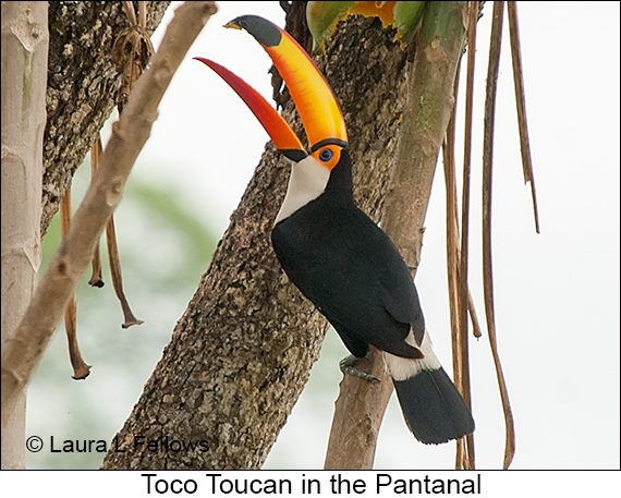 Toco Toucan - © Laura L Fellows and Exotic Birding LLC