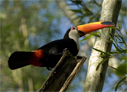 Toco Toucan - © James F Wittenberger and Exotic Birding LLC