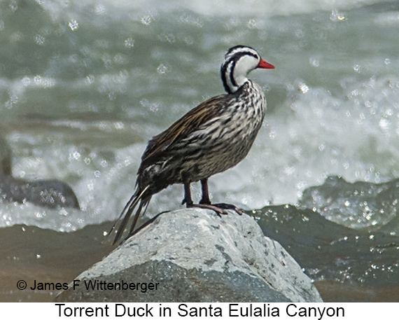 Torrent Duck - © James F Wittenberger and Exotic Birding LLC