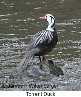 Torrent Duck - © James F Wittenberger and Exotic Birding LLC