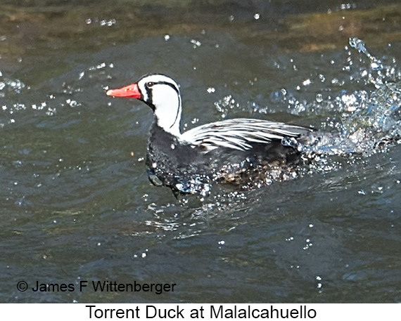 Torrent Duck - © James F Wittenberger and Exotic Birding LLC