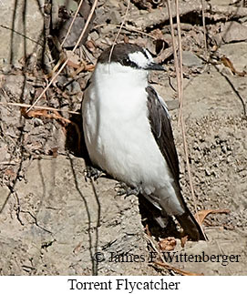 Torrent Flycatcher - © James F Wittenberger and Exotic Birding LLC