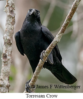 Torresian Crow - © James F Wittenberger and Exotic Birding LLC