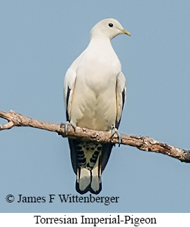 Torresian Imperial-Pigeon - © James F Wittenberger and Exotic Birding LLC