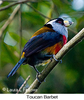 Toucan Barbet - © Laura L Fellows and Exotic Birding LLC