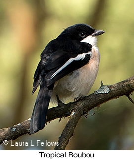 Tropical Boubou - © Laura L Fellows and Exotic Birding LLC