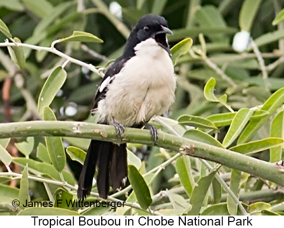 Tropical Boubou - © James F Wittenberger and Exotic Birding LLC