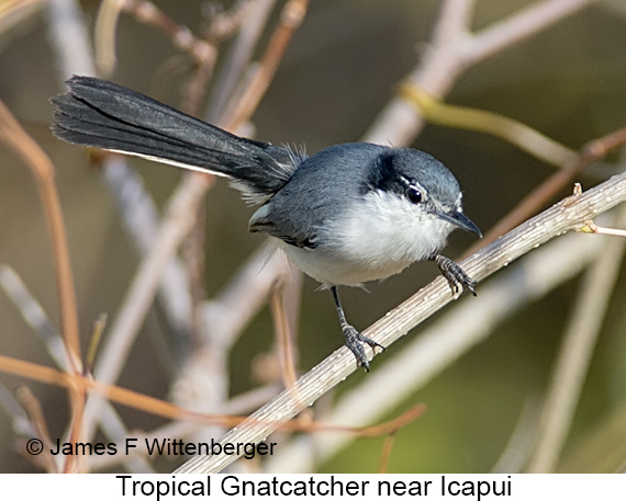 Tropical Gnatcatcher - © James F Wittenberger and Exotic Birding LLC