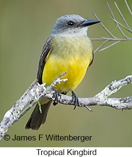 Tropical Kingbird - © James F Wittenberger and Exotic Birding LLC