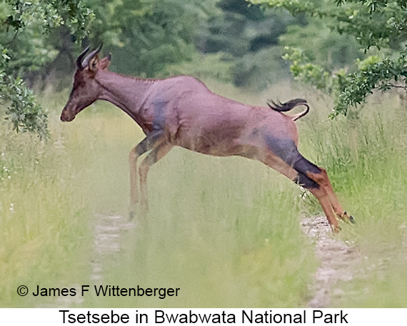 Tsetsebe - © James F Wittenberger and Exotic Birding LLC