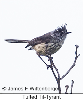 Tufted Tit-Tyrant - © James F Wittenberger and Exotic Birding LLC