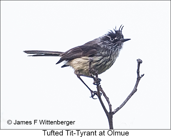 Tufted Tit-Tyrant - © James F Wittenberger and Exotic Birding LLC