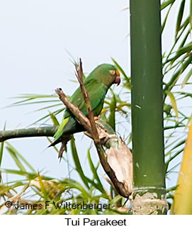 Tui Parakeet - © James F Wittenberger and Exotic Birding LLC
