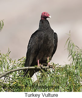 Turkey Vulture - © James F Wittenberger and Exotic Birding LLC