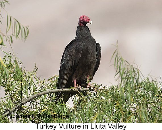 Turkey Vulture - © James F Wittenberger and Exotic Birding LLC