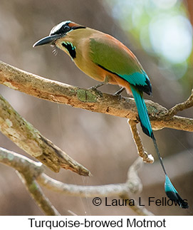 Turquoise-browed Motmot - © Laura L Fellows and Exotic Birding LLC