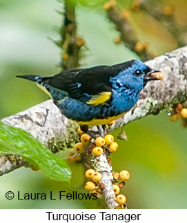 Turquoise Tanager - © Laura L Fellows and Exotic Birding LLC