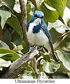 Ultramarine Flycatcher - © James F Wittenberger and Exotic Birding LLC