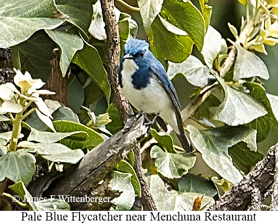 Ultramarine Flycatcher - © James F Wittenberger and Exotic Birding LLC