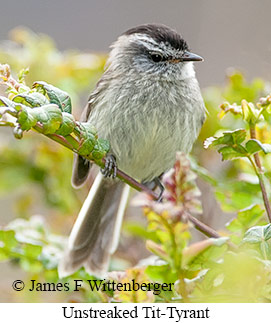 Unstreaked Tit-Tyrant - © James F Wittenberger and Exotic Birding LLC