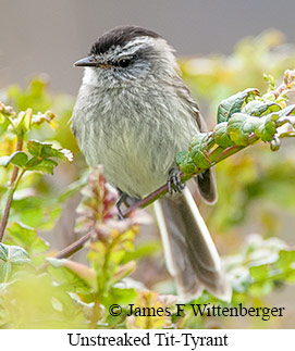 Unstreaked Tit-Tyrant - © James F Wittenberger and Exotic Birding LLC