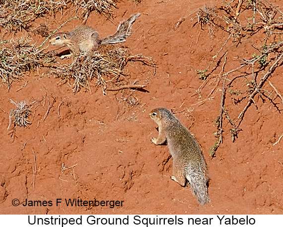 Unstriped Ground Squirrel - © James F Wittenberger and Exotic Birding LLC