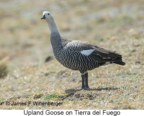 Upland Goose - © James F Wittenberger and Exotic Birding LLC