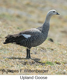 Upland Goose - © James F Wittenberger and Exotic Birding LLC