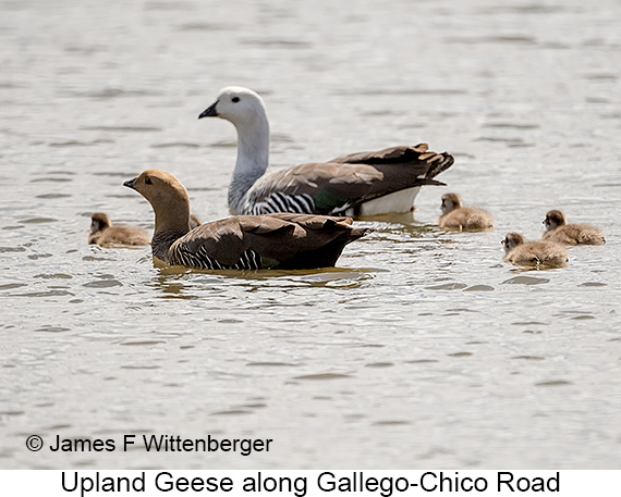 Upland Goose - © James F Wittenberger and Exotic Birding LLC