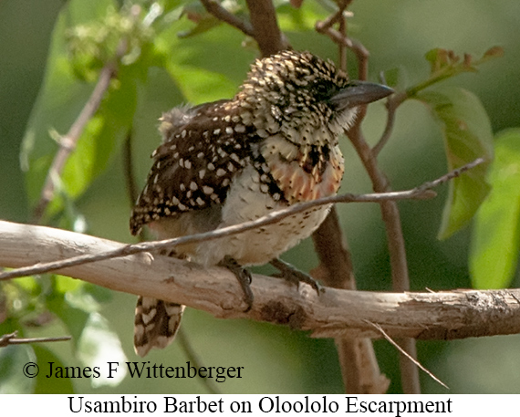 Usambiro Barbet - © James F Wittenberger and Exotic Birding LLC