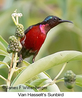 Van Hasselt's Sunbird - © James F Wittenberger and Exotic Birding LLC