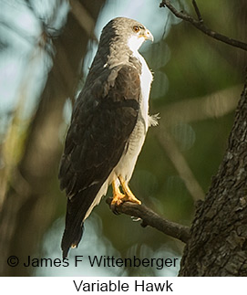 Variable Hawk - © James F Wittenberger and Exotic Birding LLC