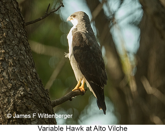 Variable Hawk - © James F Wittenberger and Exotic Birding LLC