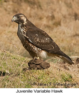 Variable Hawk - © James F Wittenberger and Exotic Birding LLC