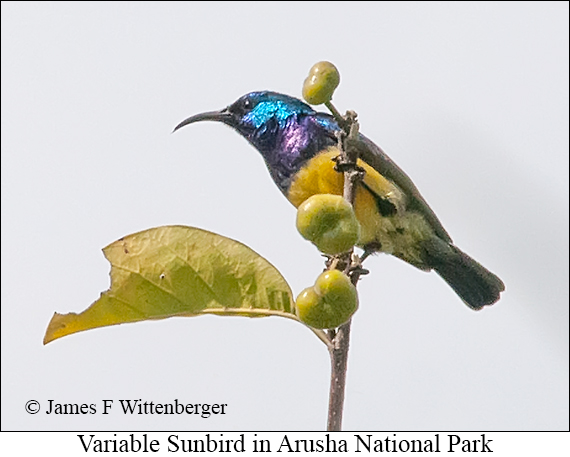 Variable Sunbird - © James F Wittenberger and Exotic Birding LLC