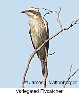 Variegated Flycatcher - © James F Wittenberger and Exotic Birding LLC