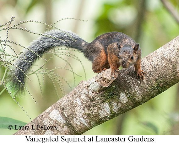 Variegated Squirrel - © James F Wittenberger and Exotic Birding LLC