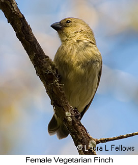 Vegetarian Finch - © Laura L Fellows and Exotic Birding LLC