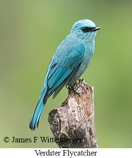 Verditer Flycatcher - © James F Wittenberger and Exotic Birding LLC