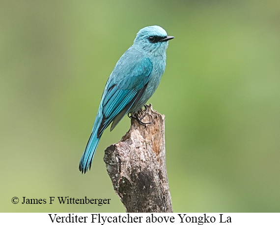 Verditer Flycatcher - © James F Wittenberger and Exotic Birding LLC